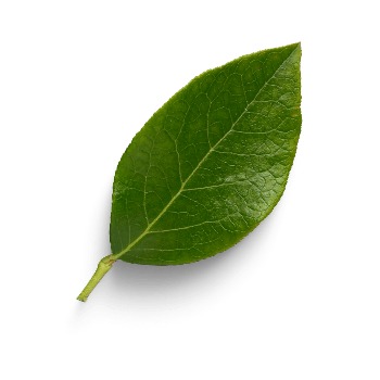 whatsapp image 2026 01 15 at 8.55.47 pm (1)